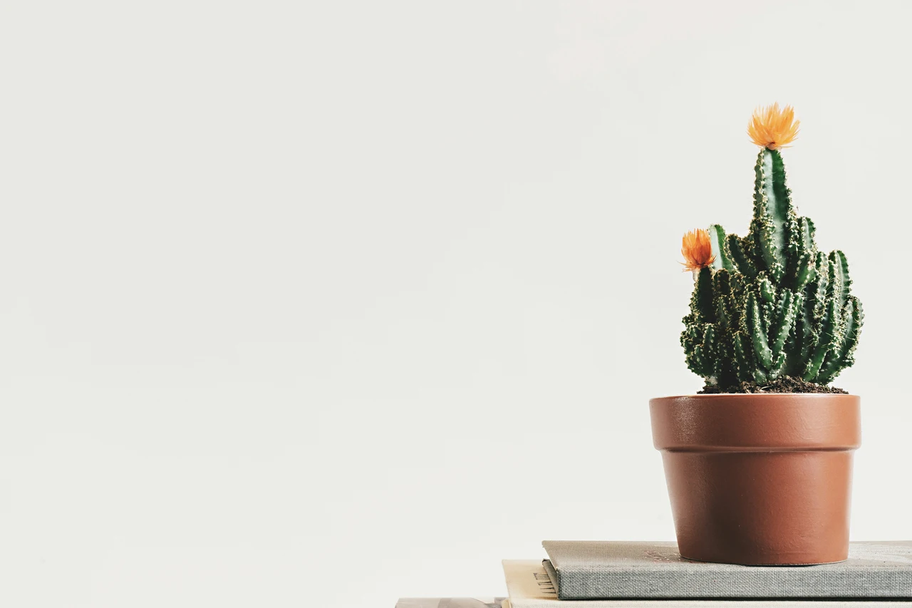 Cactus e piante grasse: benefici sorprendenti dell’uso del caffè nei terrari Cactus e piante grasse: benefici sorprendenti dell’uso del caffè nei terrari