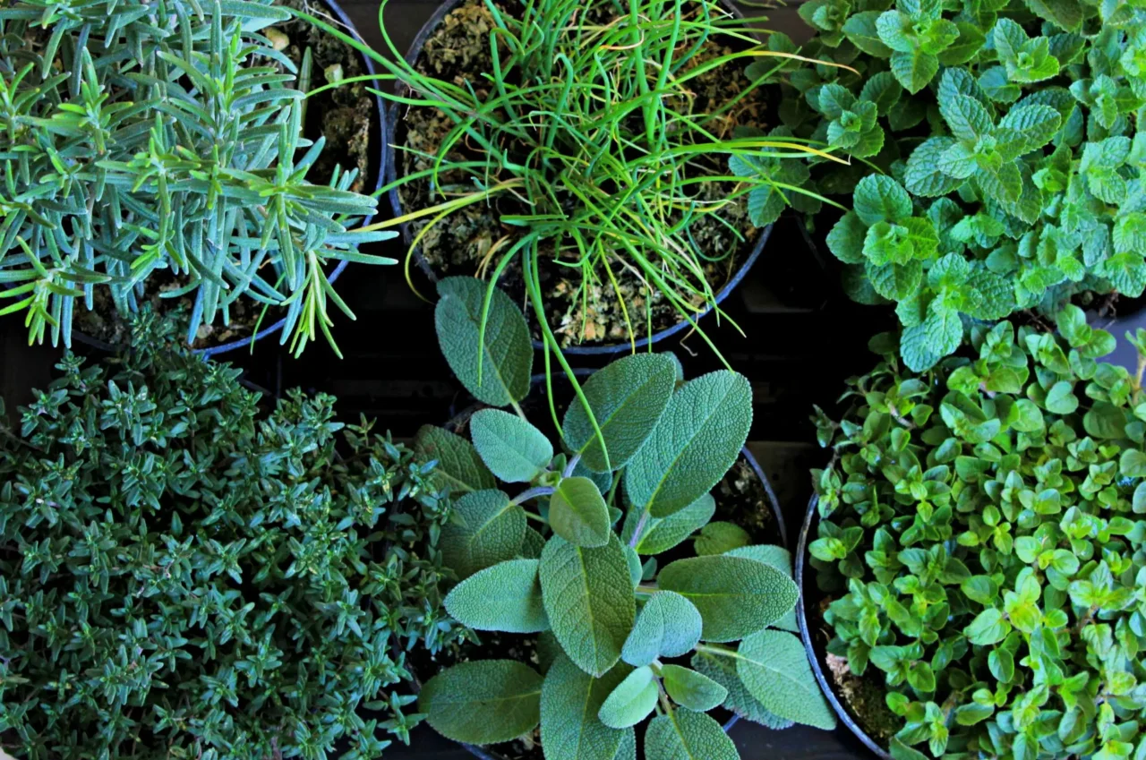 Pianta aromatica da cucina che cresce meglio con i fondi di caffè freschi Pianta aromatica da cucina che cresce meglio con i fondi di caffè freschi