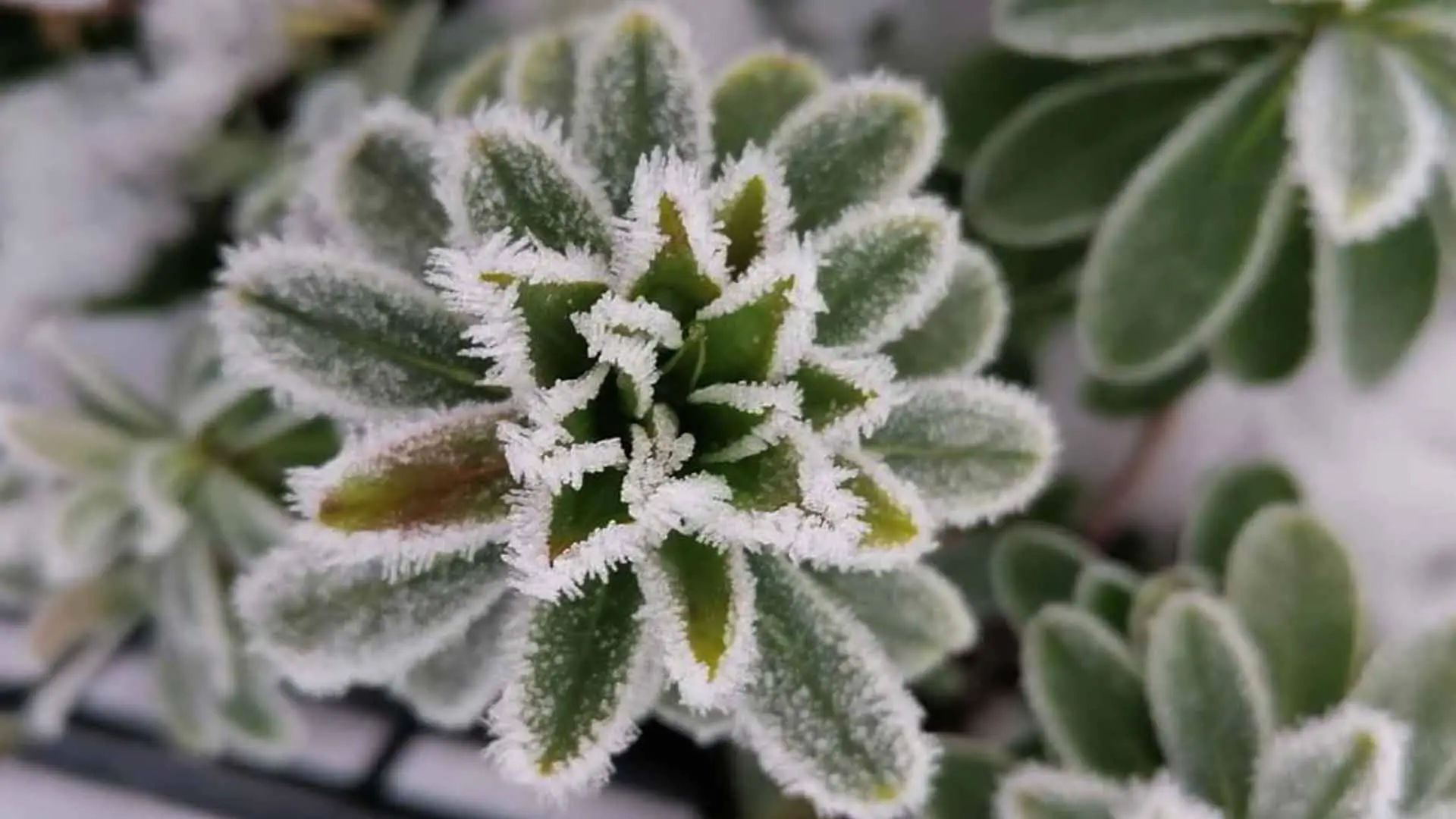 Qual è la pianta coprente più resistente al freddo per giardini ombreggiati? Qual è la pianta coprente più resistente al freddo per giardini ombreggiati?