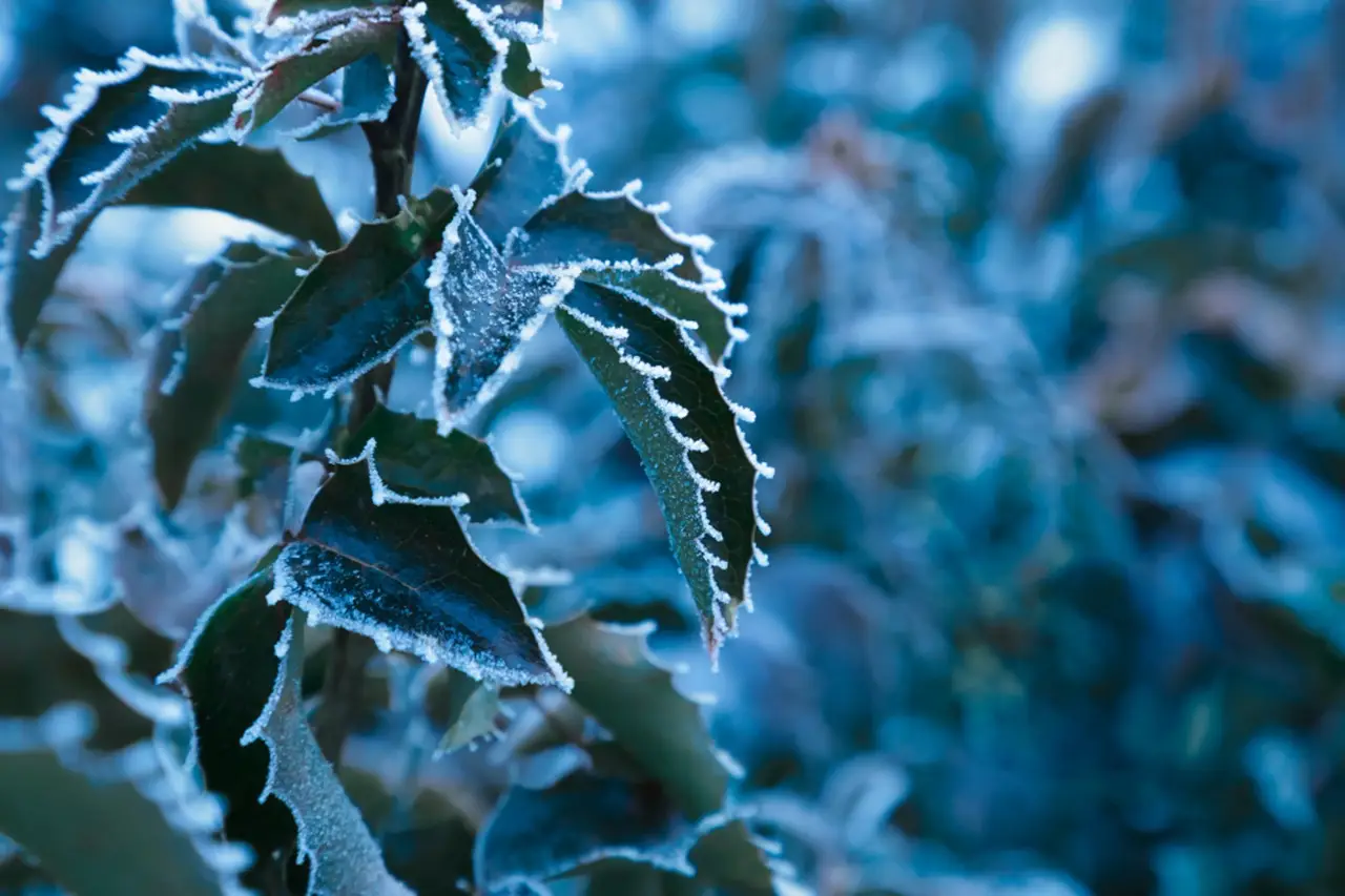Qual è la pianta coprente più resistente al freddo per giardini ombreggiati? Qual è la pianta coprente più resistente al freddo per giardini ombreggiati?