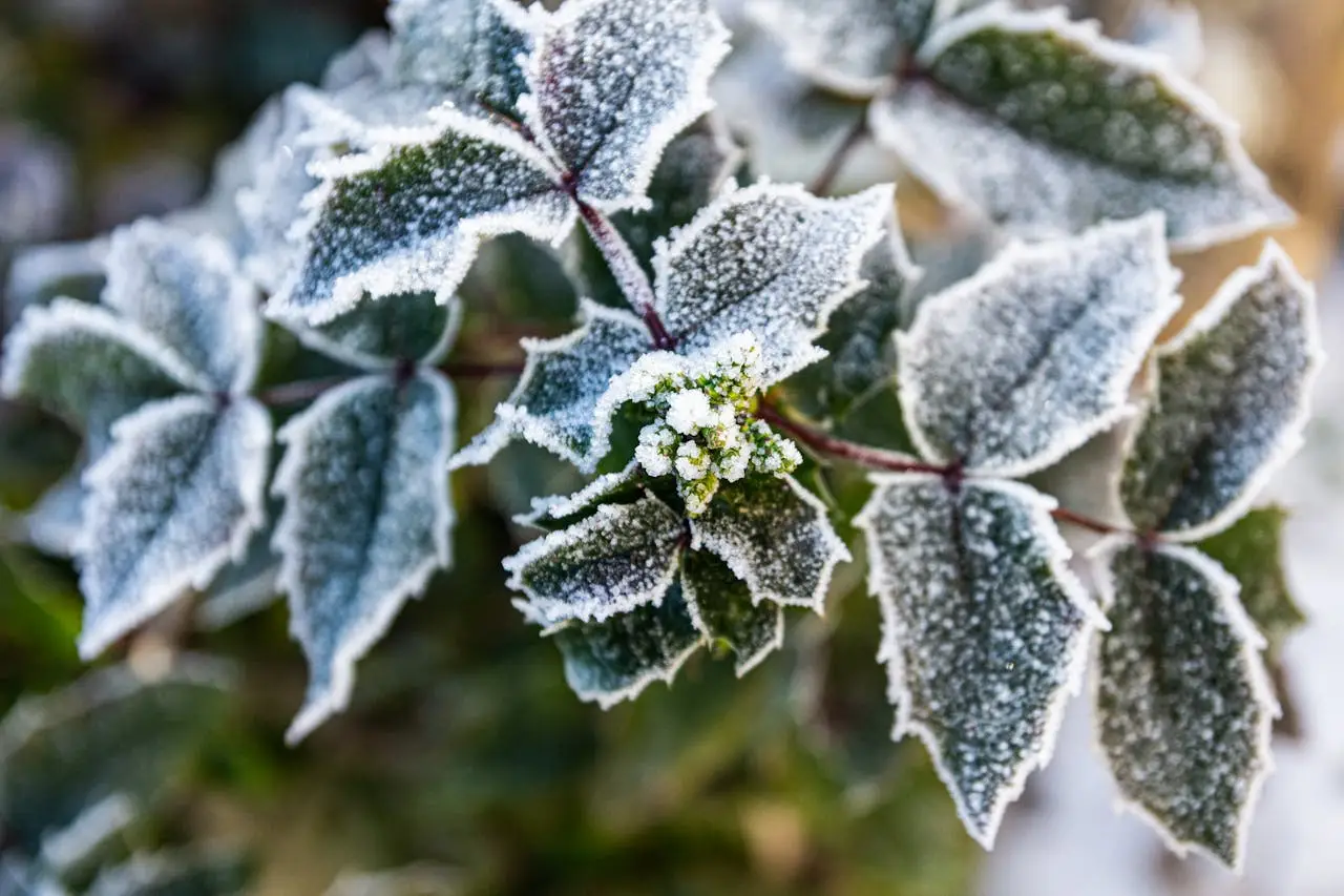 Qual è la pianta coprente più resistente al freddo per giardini ombreggiati? Qual è la pianta coprente più resistente al freddo per giardini ombreggiati?