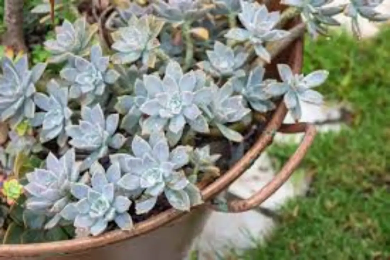Qual è la pianta coprente più resistente al freddo per giardini ombreggiati? Qual è la pianta coprente più resistente al freddo per giardini ombreggiati?