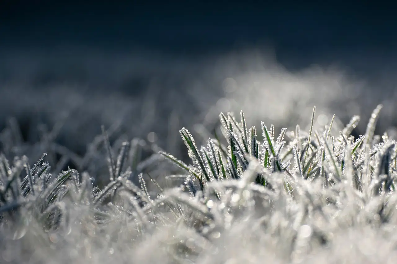 Qual è la pianta coprente più resistente al freddo per giardini ombreggiati? Qual è la pianta coprente più resistente al freddo per giardini ombreggiati?