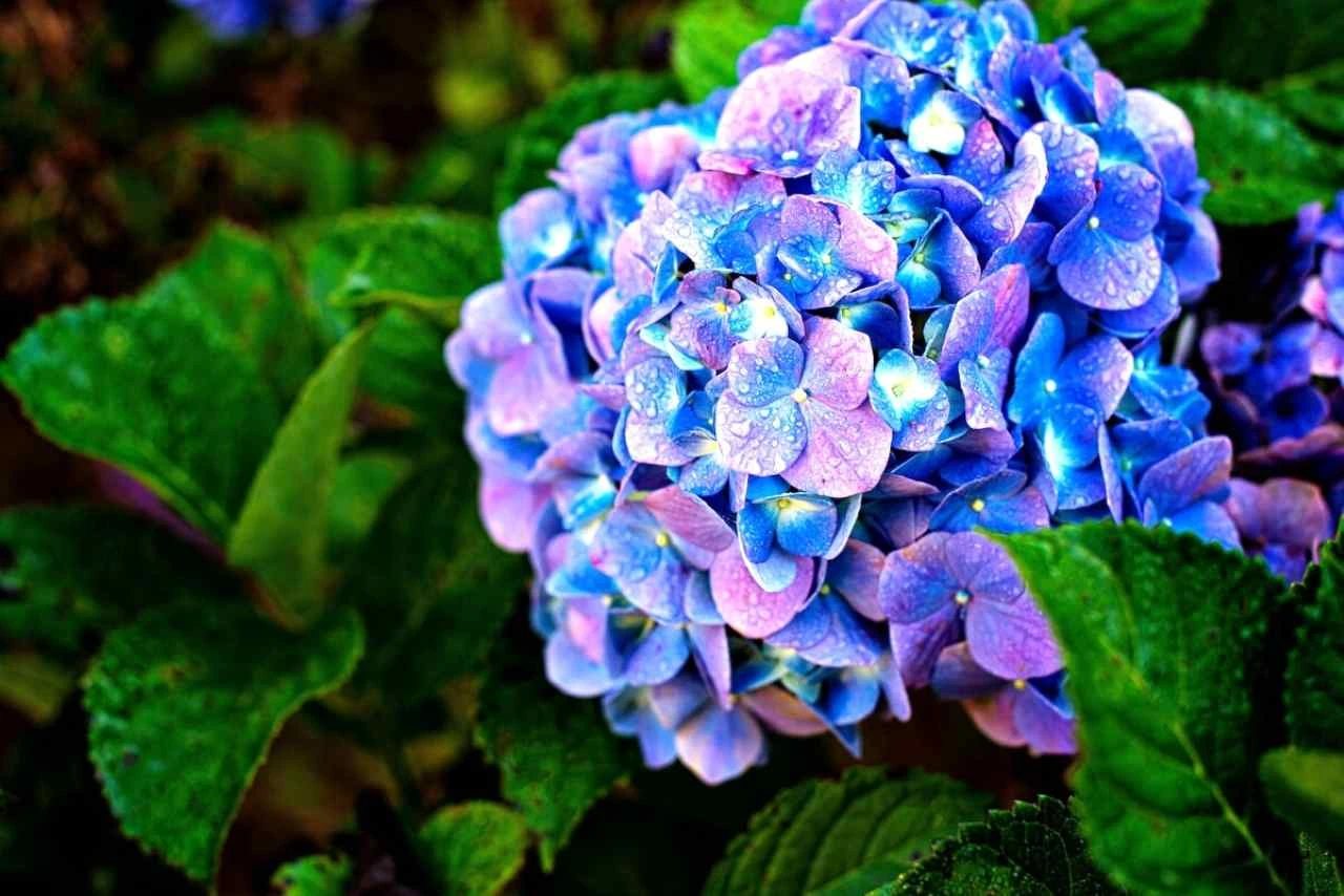 Come coltivare ortensie rigogliose anche sul balcone senza cure costanti Come coltivare ortensie rigogliose anche sul balcone senza cure costanti