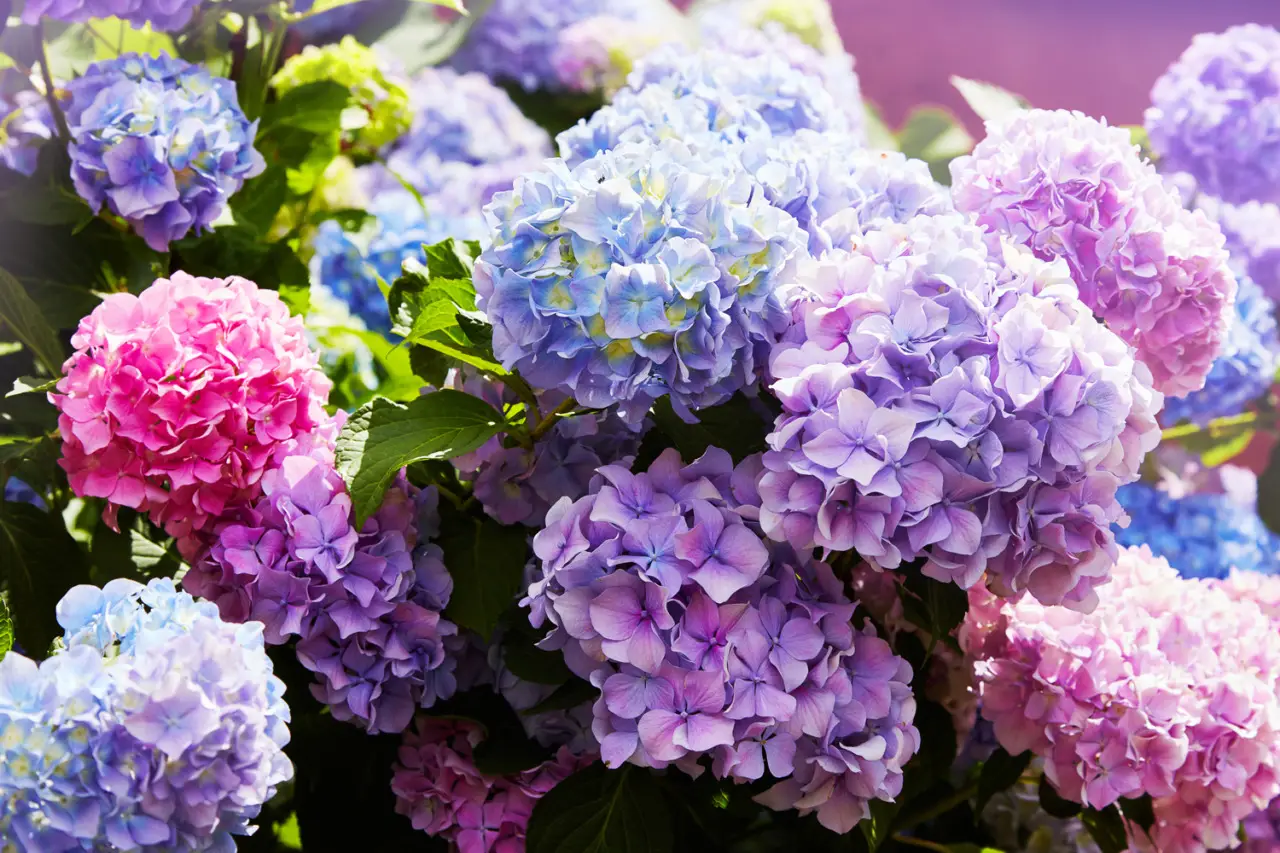 Come coltivare ortensie rigogliose anche sul balcone senza cure costanti Come coltivare ortensie rigogliose anche sul balcone senza cure costanti