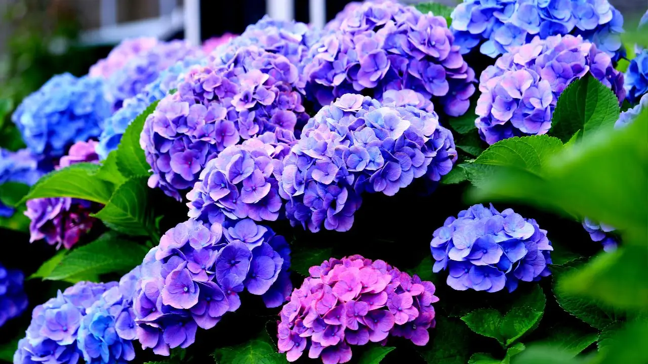 Come coltivare ortensie rigogliose anche sul balcone senza cure costanti Come coltivare ortensie rigogliose anche sul balcone senza cure costanti