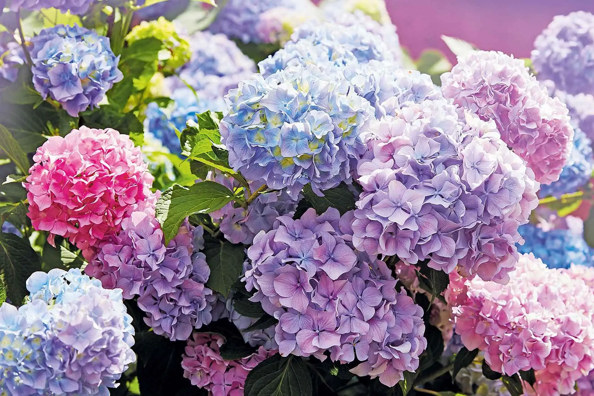 Come coltivare ortensie rigogliose anche sul balcone senza cure costanti Come coltivare ortensie rigogliose anche sul balcone senza cure costanti