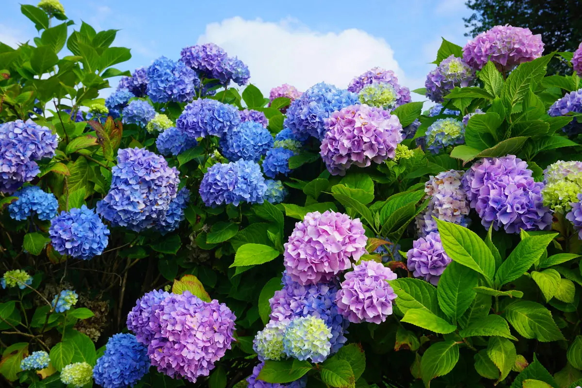 Come coltivare ortensie rigogliose anche sul balcone senza cure costanti Come coltivare ortensie rigogliose anche sul balcone senza cure costanti