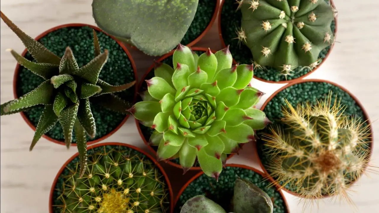La pianta grassa più semplice da coltivare anche senza esperienza in giardinaggio La pianta grassa più semplice da coltivare anche senza esperienza in giardinaggio