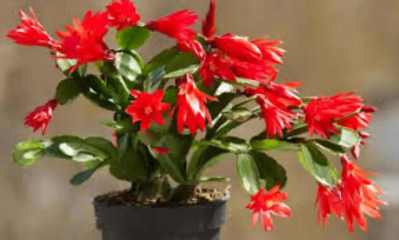La pianta grassa più semplice da coltivare anche senza esperienza in giardinaggio La pianta grassa più semplice da coltivare anche senza esperienza in giardinaggio