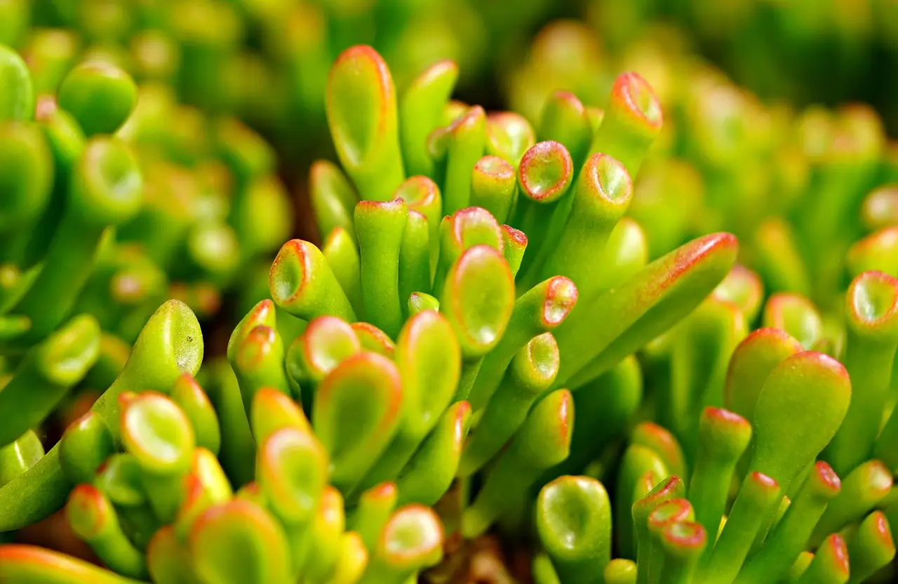 La pianta grassa più semplice da coltivare anche senza esperienza in giardinaggio La pianta grassa più semplice da coltivare anche senza esperienza in giardinaggio