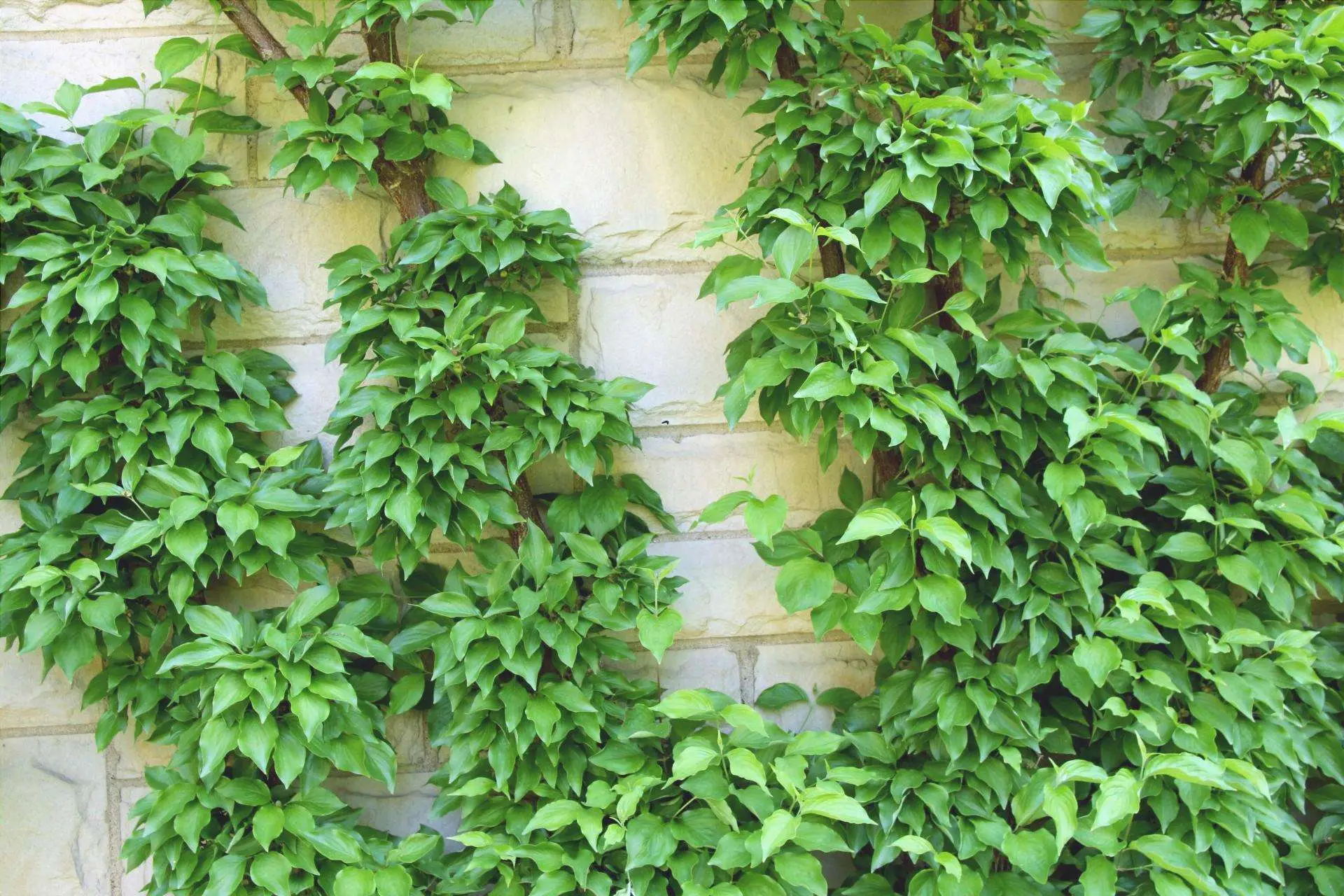 Come proteggere le rampicanti dai parassiti con metodi naturali e senza prodotti chimici