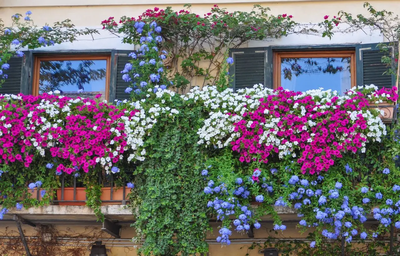 I fiori perenni facili da mantenere che colorano il balcone tutto l’anno I fiori perenni facili da mantenere che colorano il balcone tutto l’anno