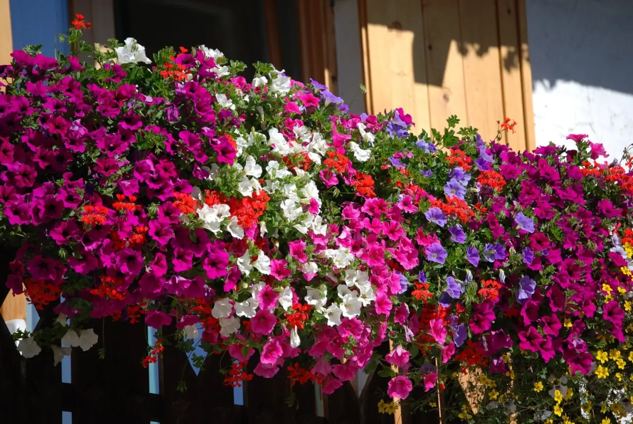 I fiori perenni facili da mantenere che colorano il balcone tutto l’anno I fiori perenni facili da mantenere che colorano il balcone tutto l’anno