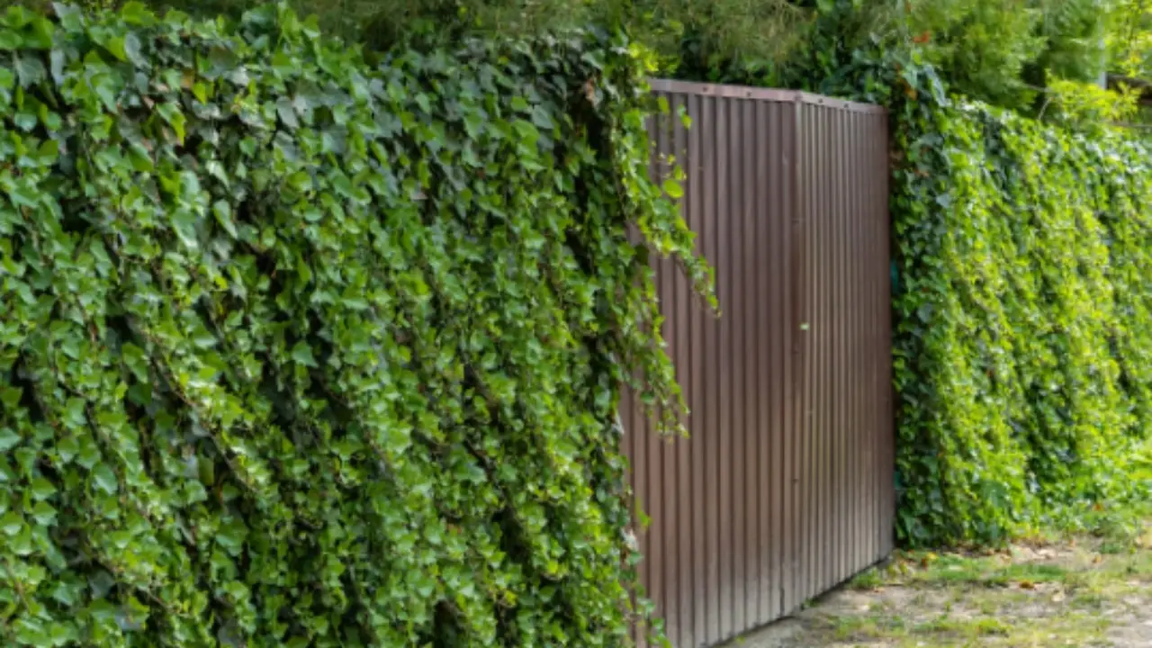 Come scegliere la migliore pianta tappezzante per coprire i muretti del giardino Come scegliere la migliore pianta tappezzante per coprire i muretti del giardino
