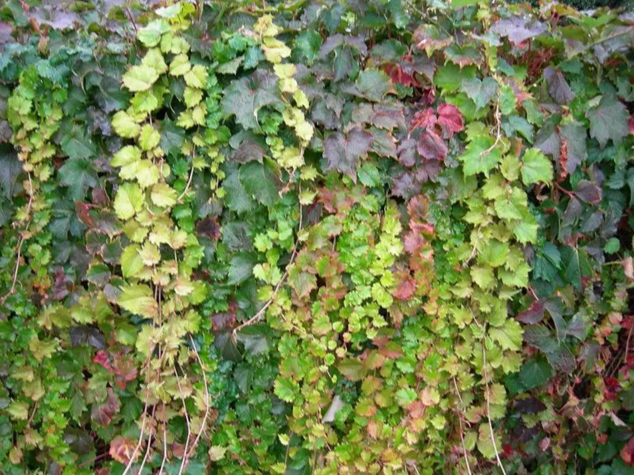 Come scegliere la migliore pianta tappezzante per coprire i muretti del giardino Come scegliere la migliore pianta tappezzante per coprire i muretti del giardino