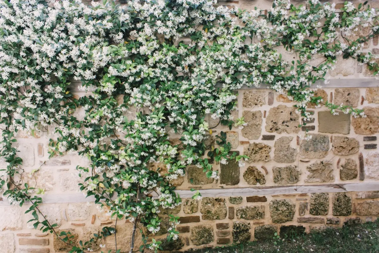 Come scegliere la migliore pianta tappezzante per coprire i muretti del giardino Come scegliere la migliore pianta tappezzante per coprire i muretti del giardino