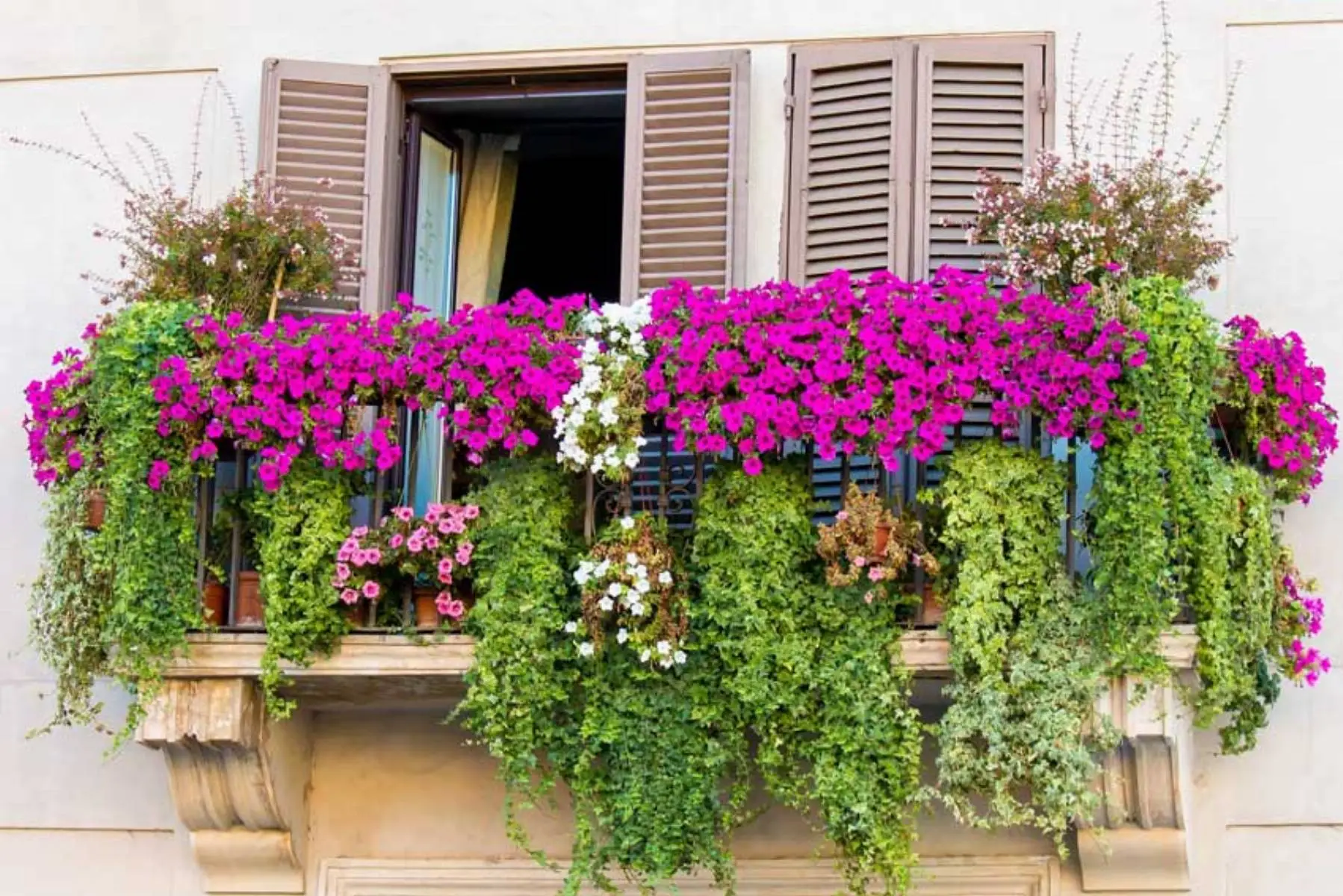 Non sai scegliere le piante giuste? Consigli pratici per un balcone sempre colorato