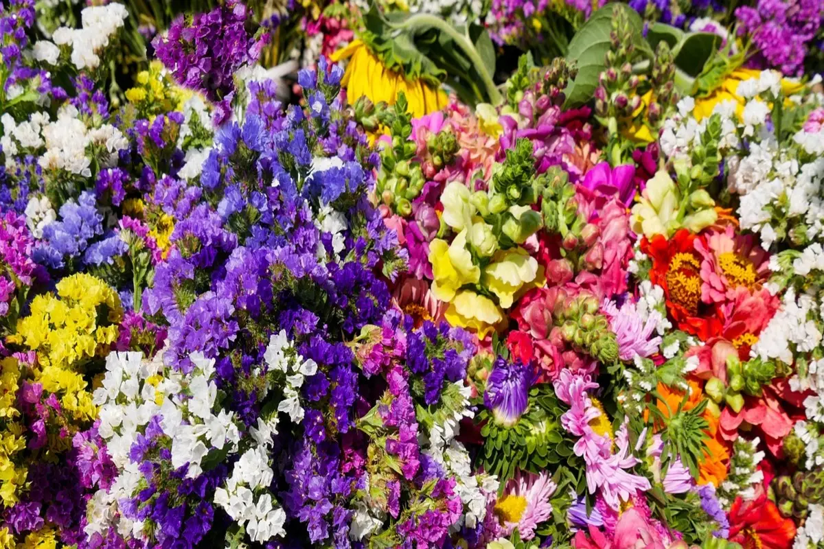 I fiori che sbocciano tutto l’anno senza cure: ecco quali scegliere per il balcone