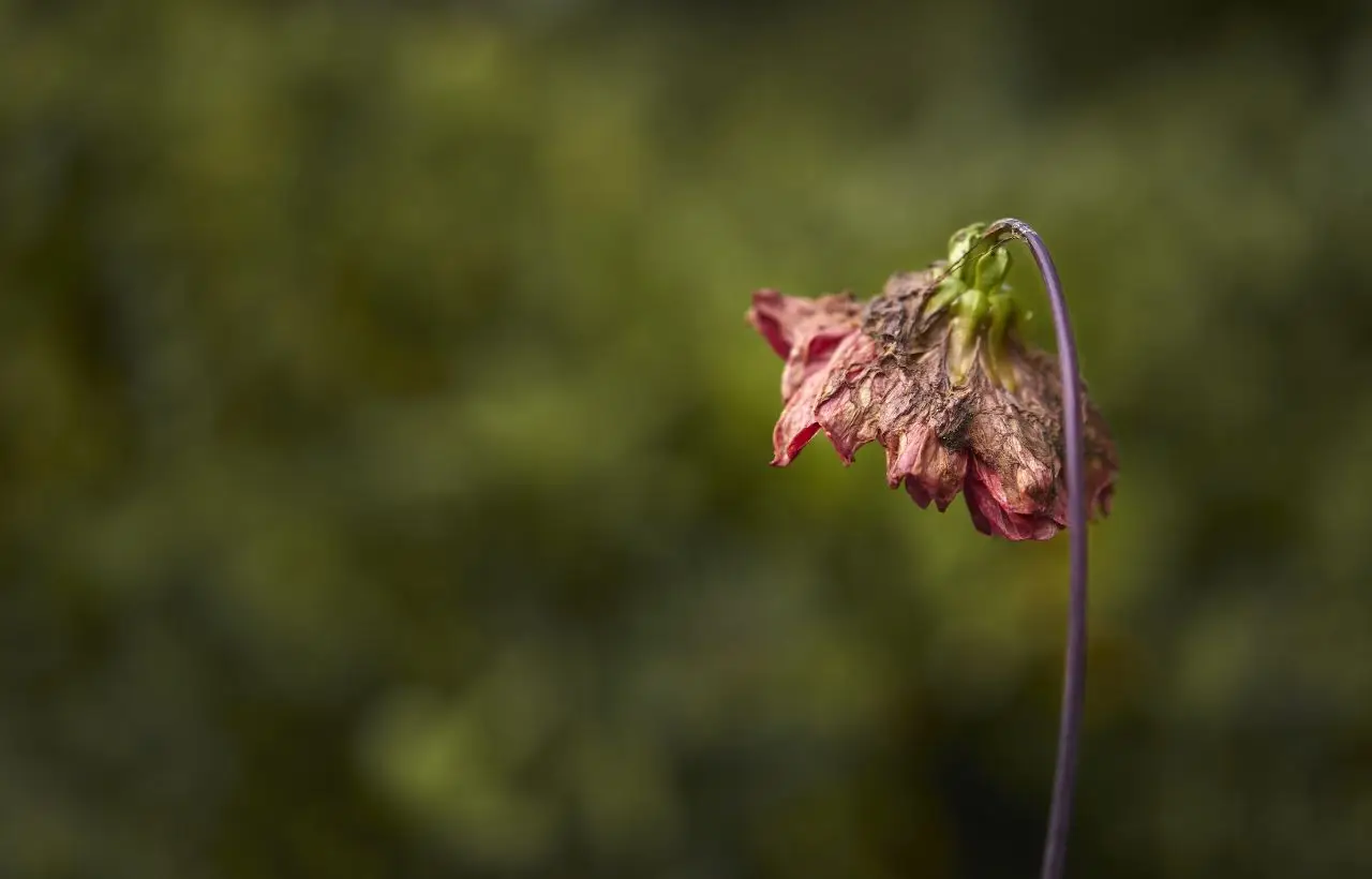 Come salvare le piante appassite: il metodo rapido che pochi conoscono