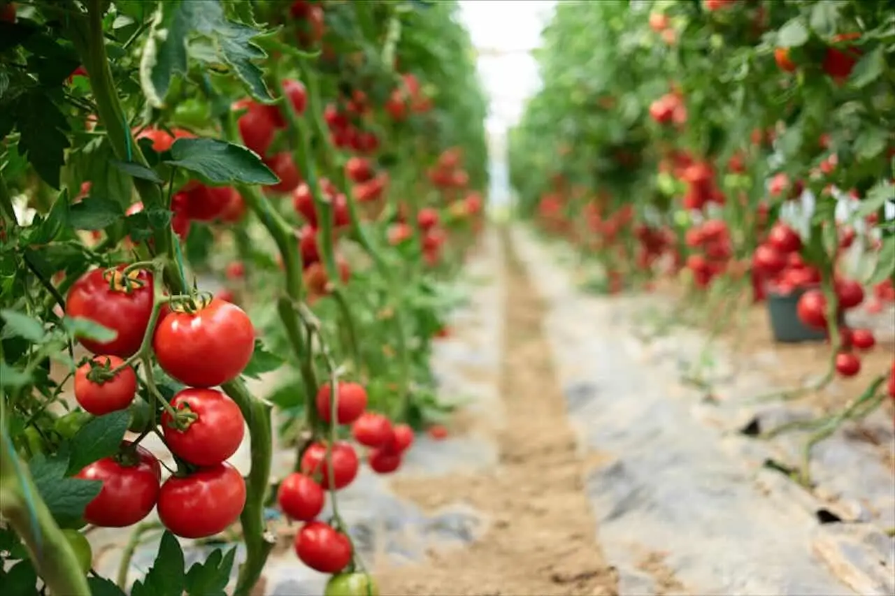 Quando piantare i pomodori: tutto quello che devi sapere sulla temperatura ideale per un raccolto perfetto Quando piantare i pomodori: tutto quello che devi sapere sulla temperatura ideale per un raccolto perfetto