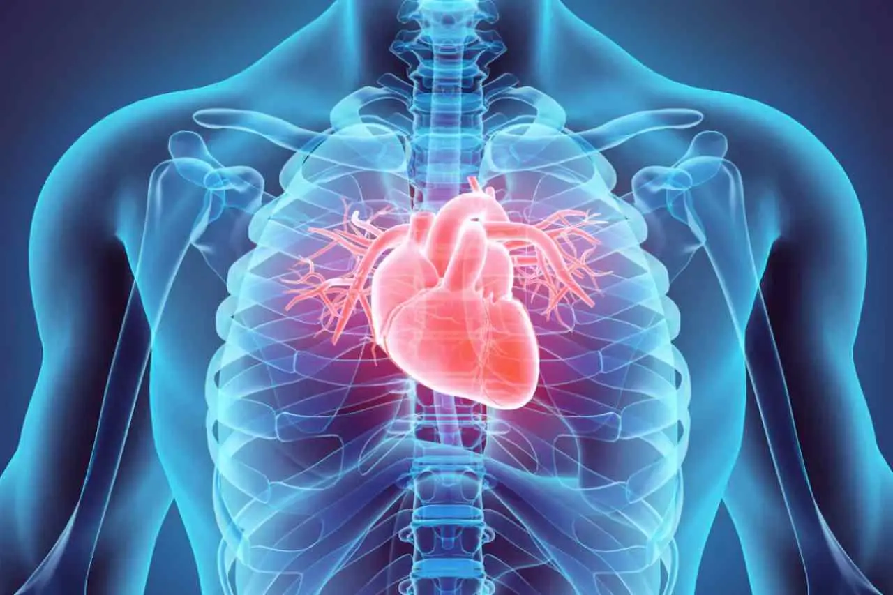 Cuore in forma: strategie semplici e consigli pratici per mantenere in salute l’apparato cardiovascolare