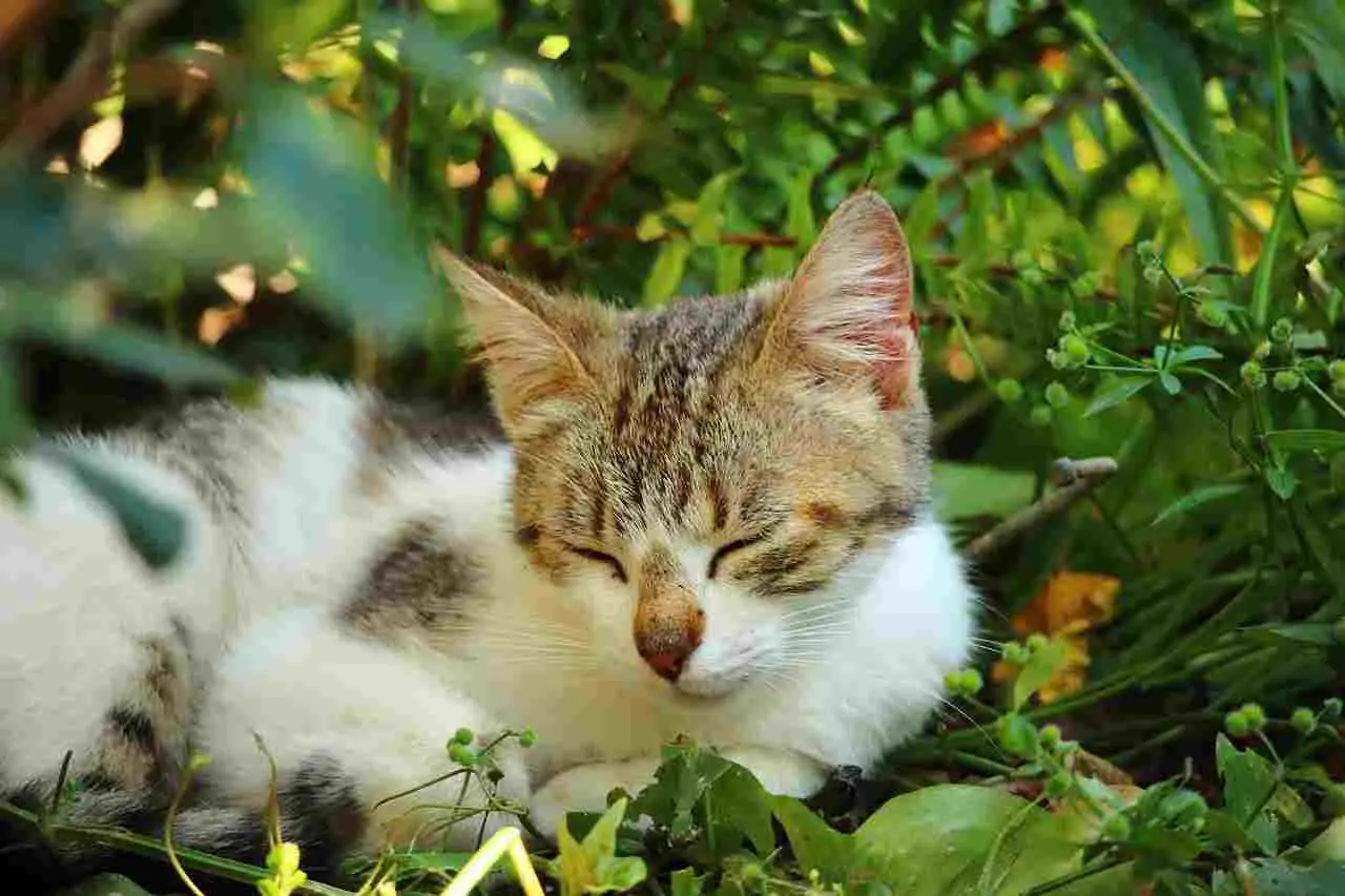 Disabituanti: cosa sono e come funzionano questi prodotti per cambiare abitudini negli animali e nelle persone? Disabituanti: cosa sono e come funzionano questi prodotti per cambiare abitudini negli animali e nelle persone?