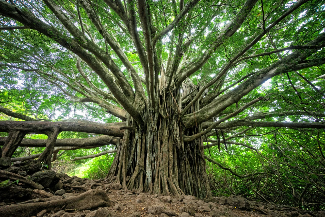 Quali sono gli alberi più rari del mondo e perché rischiano di scomparire? Quali sono gli alberi più rari del mondo e perché rischiano di scomparire?