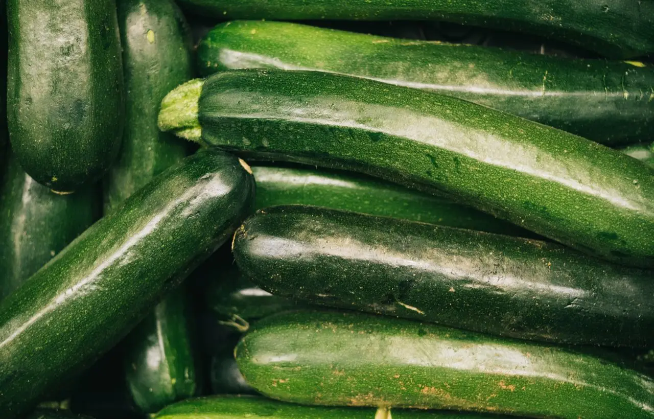 Zucchine nell’orto: perché si raccolgono i primi frutti e come questo trucco può migliorare il raccolto