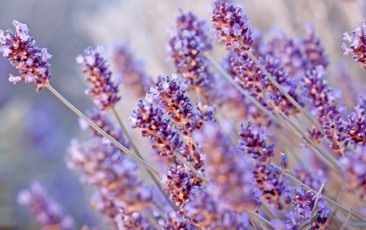 Come scegliere la migliore varietà di lavanda per il tuo giardino: consigli e curiosità