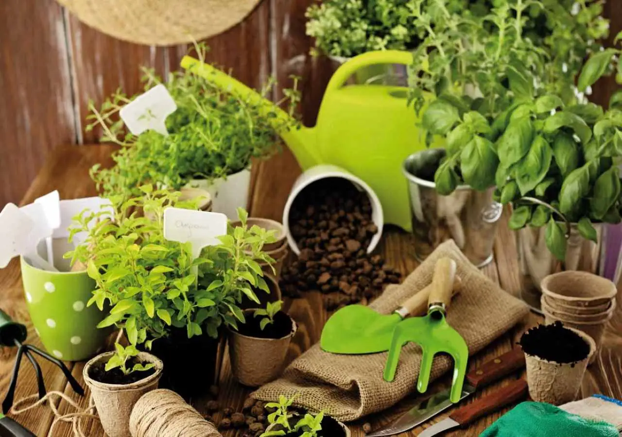 Scopri le erbe aromatiche che traggono benefici dai fondi di caffè in casa Scopri le erbe aromatiche che traggono benefici dai fondi di caffè in casa