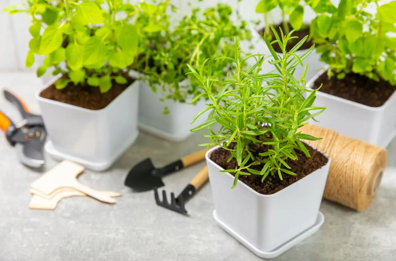 Scopri le erbe aromatiche che traggono benefici dai fondi di caffè in casa Scopri le erbe aromatiche che traggono benefici dai fondi di caffè in casa
