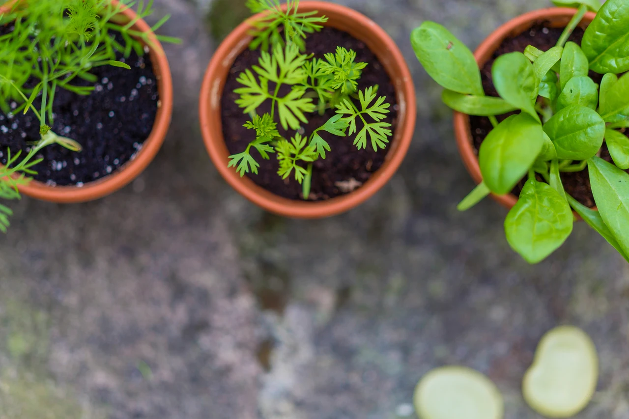 Scopri le erbe aromatiche che traggono benefici dai fondi di caffè in casa Scopri le erbe aromatiche che traggono benefici dai fondi di caffè in casa
