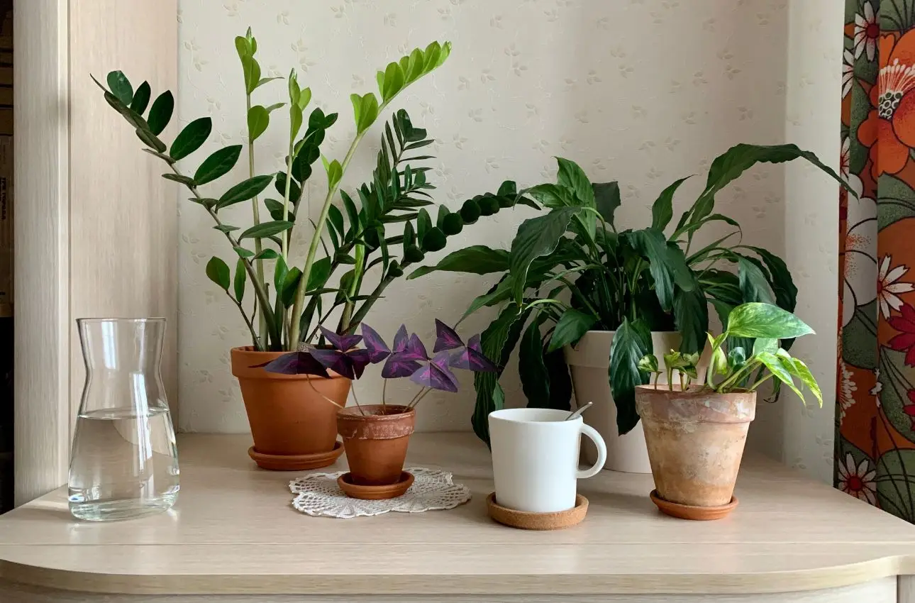 Piante d'appartamento che crescono meglio grazie al riciclo dei fondi di caffè Piante d'appartamento che crescono meglio grazie al riciclo dei fondi di caffè