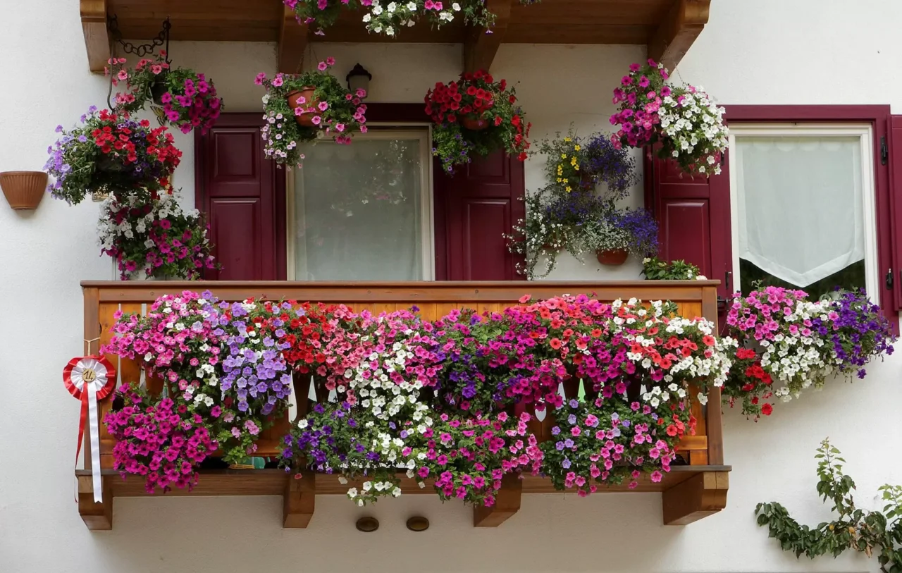 Scopri i fiori da balcone che prosperano grazie ai fondi di caffè nei vasi Scopri i fiori da balcone che prosperano grazie ai fondi di caffè nei vasi