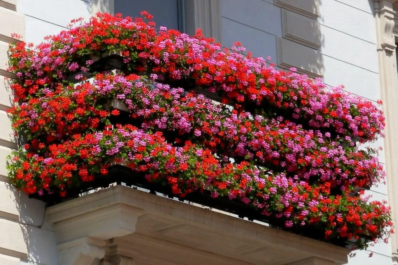 Scopri i fiori da balcone che prosperano grazie ai fondi di caffè nei vasi Scopri i fiori da balcone che prosperano grazie ai fondi di caffè nei vasi