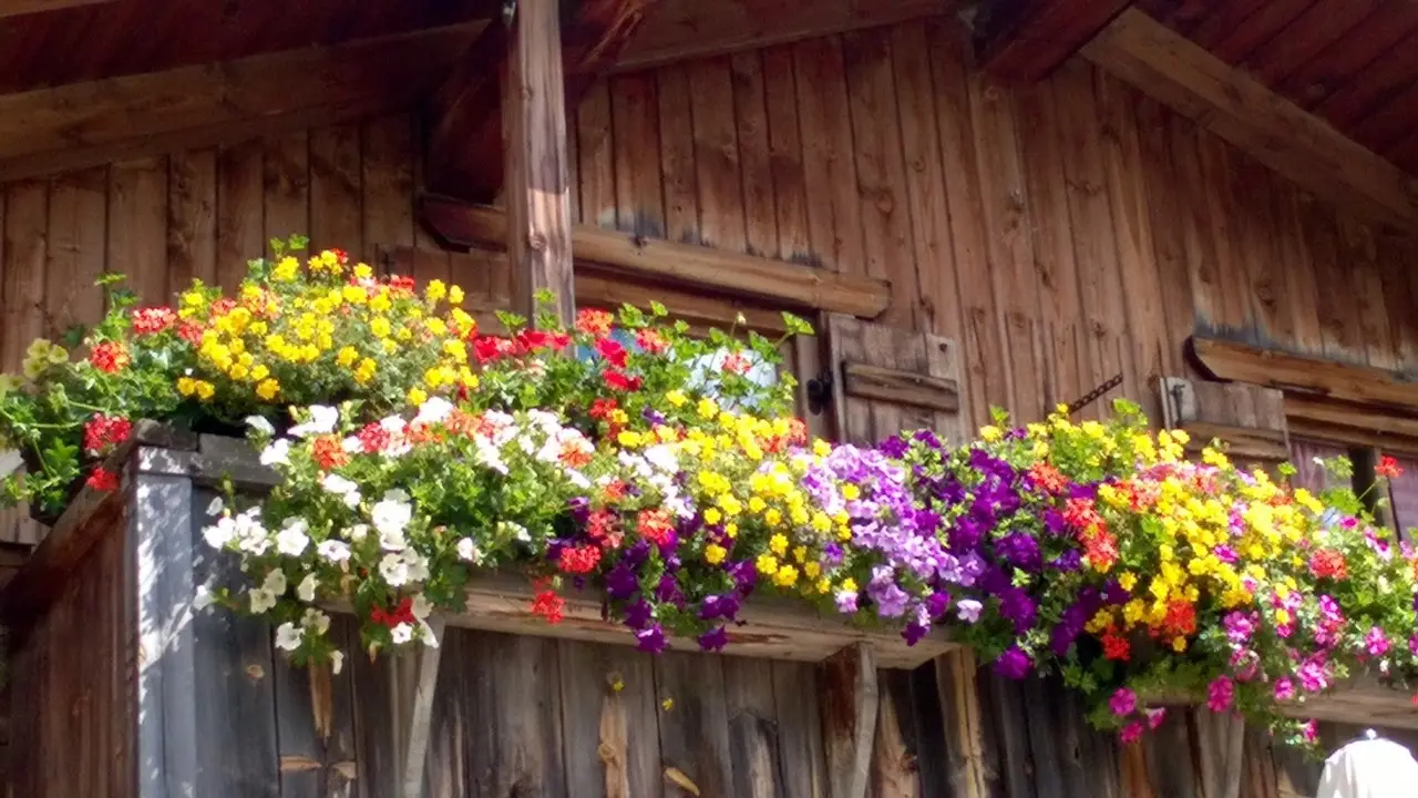 Scopri i fiori da balcone che prosperano grazie ai fondi di caffè nei vasi Scopri i fiori da balcone che prosperano grazie ai fondi di caffè nei vasi