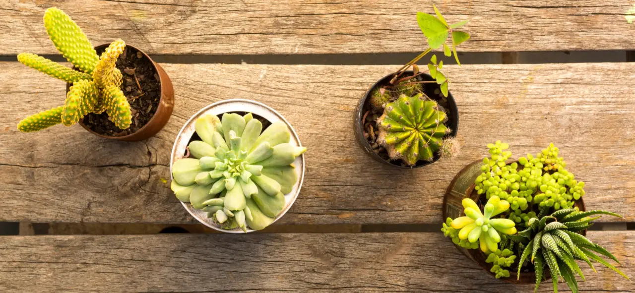 Cactus e piante grasse: benefici sorprendenti dell’uso del caffè nei terrari Cactus e piante grasse: benefici sorprendenti dell’uso del caffè nei terrari