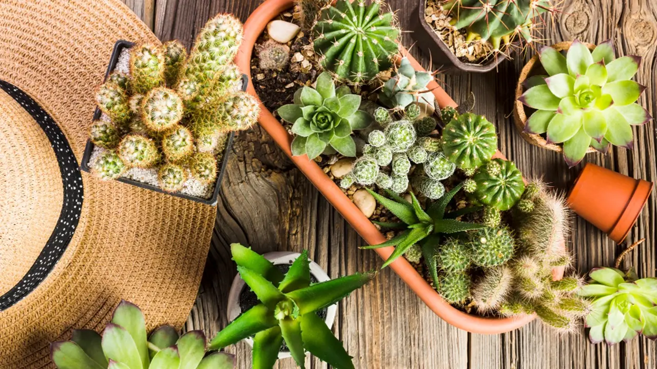 Cactus e piante grasse: benefici sorprendenti dell’uso del caffè nei terrari Cactus e piante grasse: benefici sorprendenti dell’uso del caffè nei terrari
