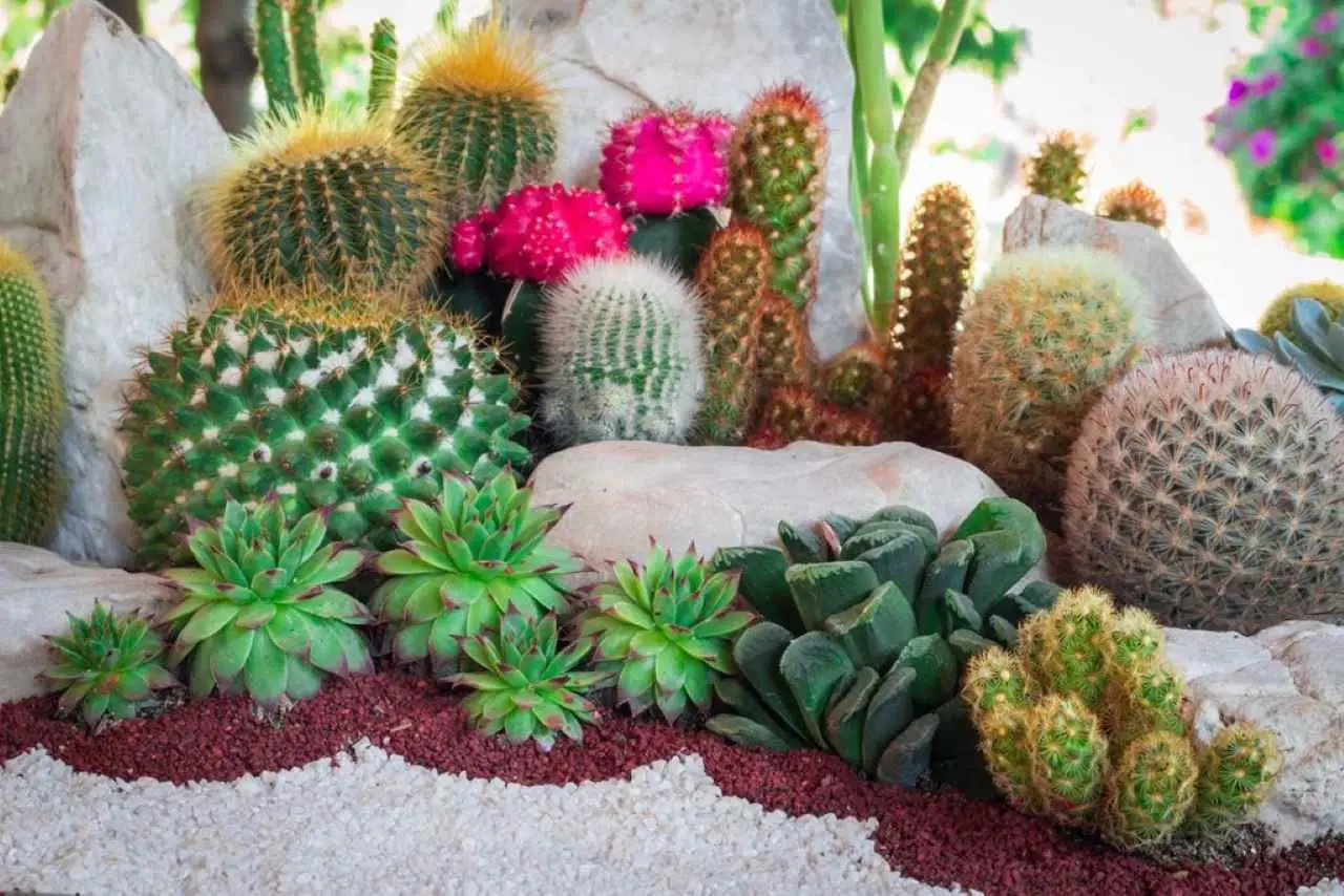 Cactus e piante grasse: benefici sorprendenti dell’uso del caffè nei terrari Cactus e piante grasse: benefici sorprendenti dell’uso del caffè nei terrari
