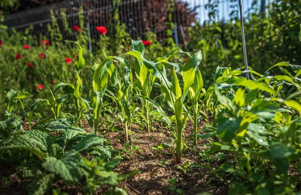 Coltiva ortaggi estivi che si nutrono di fondi di caffè: la guida aggiornata Coltiva ortaggi estivi che si nutrono di fondi di caffè: la guida aggiornata