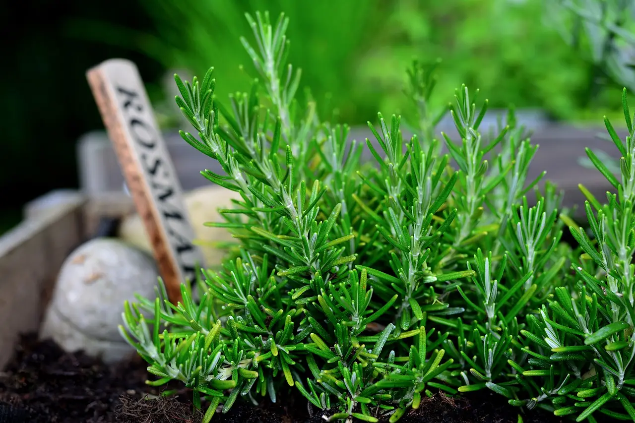 Pianta aromatica da cucina che cresce meglio con i fondi di caffè freschi Pianta aromatica da cucina che cresce meglio con i fondi di caffè freschi