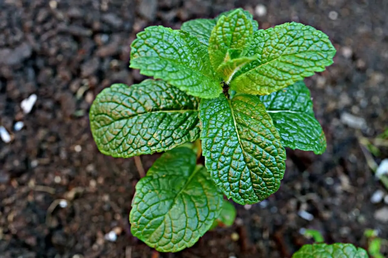Pianta aromatica da cucina che cresce meglio con i fondi di caffè freschi Pianta aromatica da cucina che cresce meglio con i fondi di caffè freschi