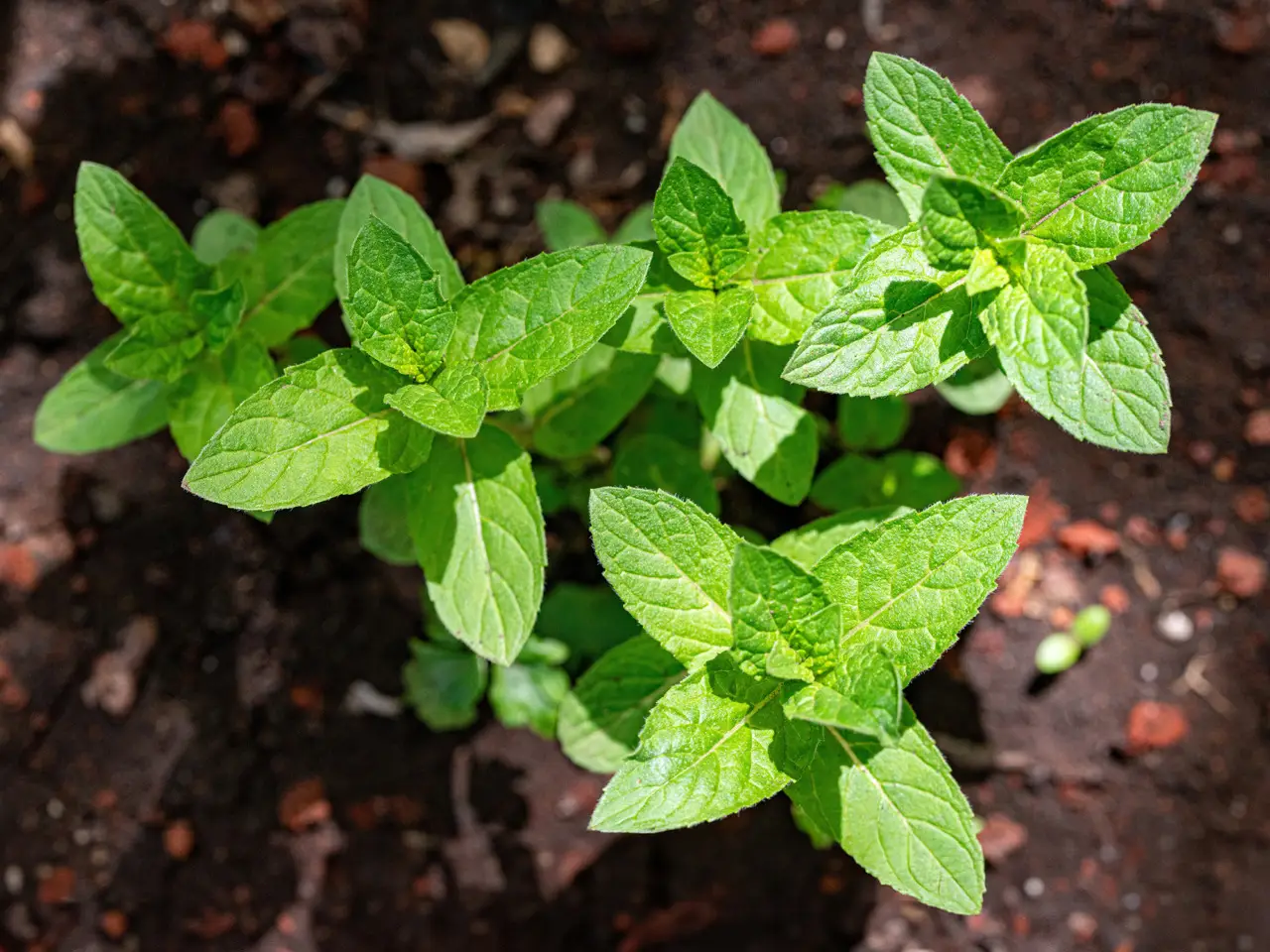 Pianta aromatica da cucina che cresce meglio con i fondi di caffè freschi Pianta aromatica da cucina che cresce meglio con i fondi di caffè freschi