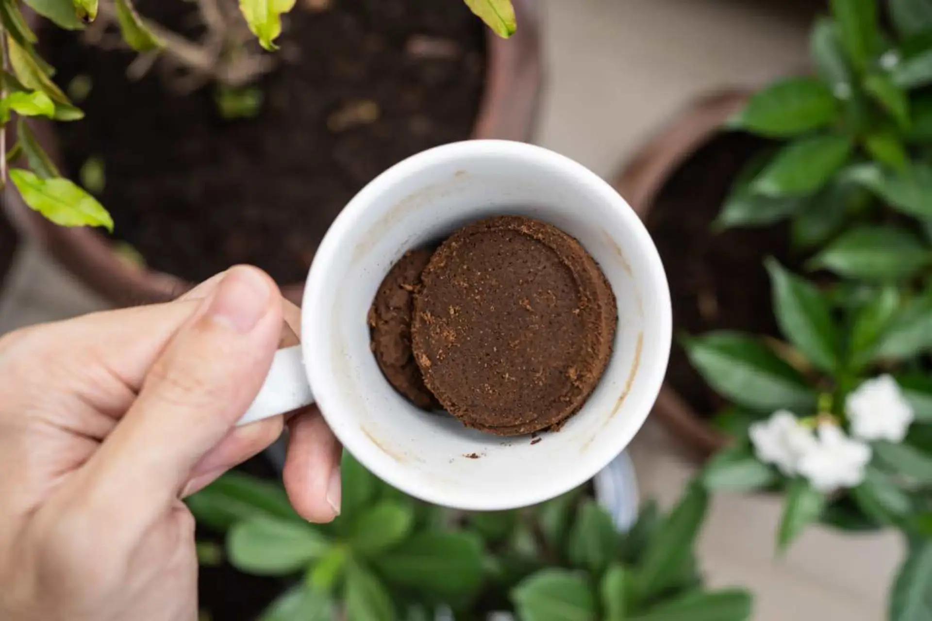 Le piante perenni più resistenti che assorbono nutrienti dal caffè riciclato Le piante perenni più resistenti che assorbono nutrienti dal caffè riciclato