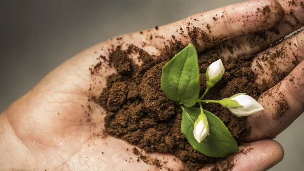 Le piante perenni più resistenti che assorbono nutrienti dal caffè riciclato Le piante perenni più resistenti che assorbono nutrienti dal caffè riciclato