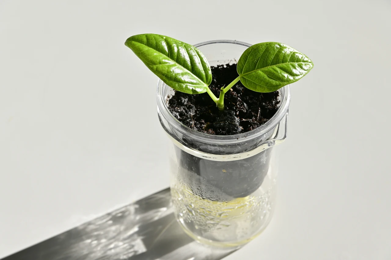 Le piante perenni più resistenti che assorbono nutrienti dal caffè riciclato Le piante perenni più resistenti che assorbono nutrienti dal caffè riciclato