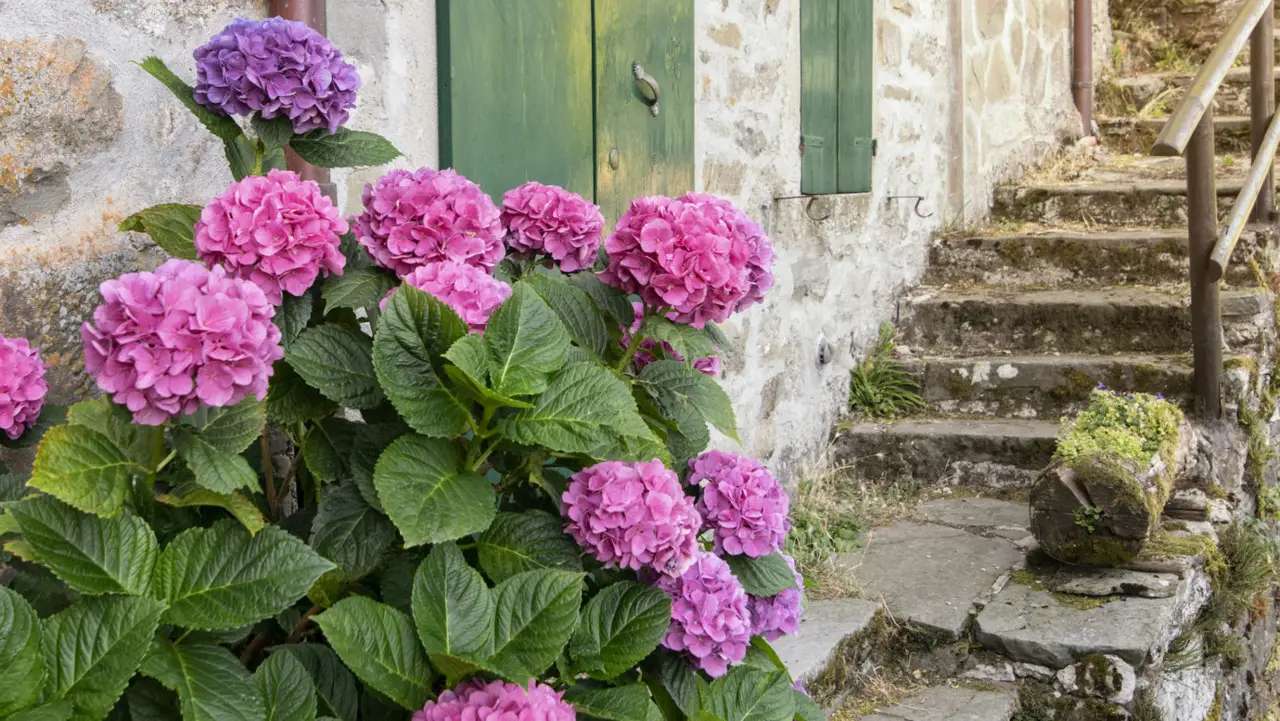 Come moltiplicare le ortensie in terrazzo e vederle sbocciare in poche settimane Come moltiplicare le ortensie in terrazzo e vederle sbocciare in poche settimane