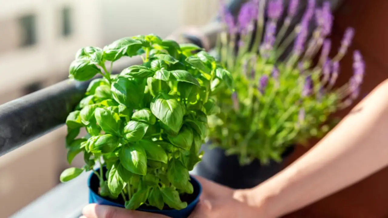 Personalizza il tuo balcone: trucchi green per coltivare basilico rigoglioso senza pesticidi Personalizza il tuo balcone: trucchi green per coltivare basilico rigoglioso senza pesticidi