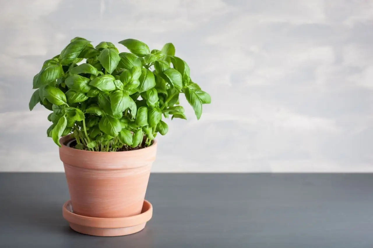 Personalizza il tuo balcone: trucchi green per coltivare basilico rigoglioso senza pesticidi Personalizza il tuo balcone: trucchi green per coltivare basilico rigoglioso senza pesticidi